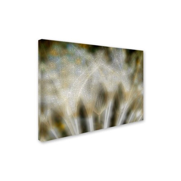 Thierry Dufour 'Fireworks Nature' Canvas Art,24x32